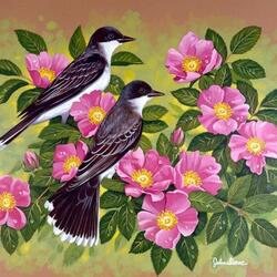 Jigsaw puzzle: Kingbirds are a bird of the tyrant flycatcher family