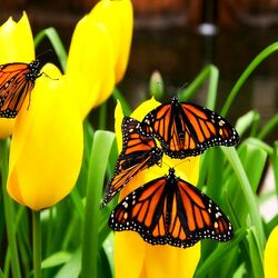 Jigsaw puzzle: Monarch butterflies