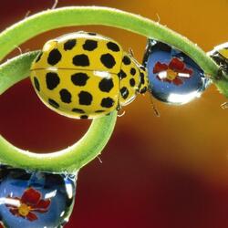 Jigsaw puzzle: Yellow ladybug