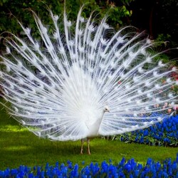 Jigsaw puzzle: White peacock in the park