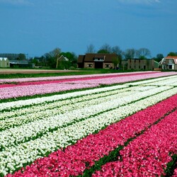 Jigsaw puzzle: Holland tulip fields