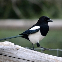 Jigsaw puzzle: Magpie