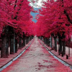 Jigsaw puzzle: Alley of lovers '' Garden of the devil ''