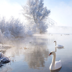 Jigsaw puzzle: The swans are warm