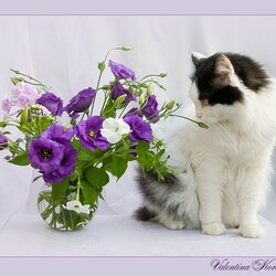 Jigsaw puzzle: Julian the cat and a bouquet of flowers