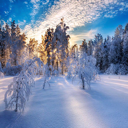 Jigsaw puzzle: Snowy forest