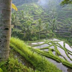 Jigsaw puzzle: Bali rice terraces