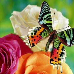 Jigsaw puzzle: Butterfly