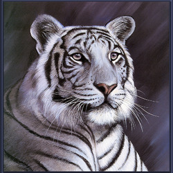 Jigsaw puzzle: White tiger
