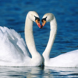 Jigsaw puzzle: Swans