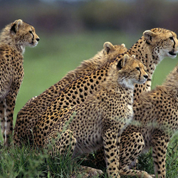 Jigsaw puzzle: Cheetah Quintet