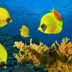 Jigsaw puzzle: Butterfly fish