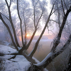 Jigsaw puzzle: Winter trees