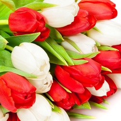Jigsaw puzzle: Red and white tulips