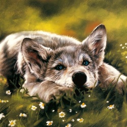 Jigsaw puzzle: Wolf cub