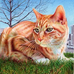 Jigsaw puzzle: Ginger cat