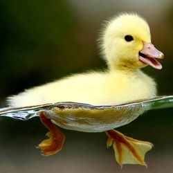 Jigsaw puzzle: Duckling