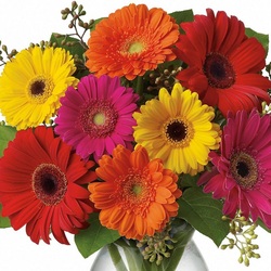 Jigsaw puzzle: Bright gerberas