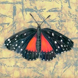 Jigsaw puzzle: Butterfly 
