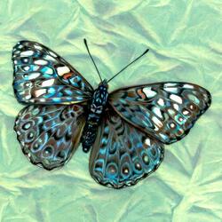 Jigsaw puzzle: Gray cracker butterfly