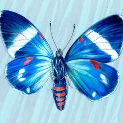Jigsaw puzzle: Electric blue moth