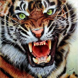 Jigsaw puzzle: Angry tiger