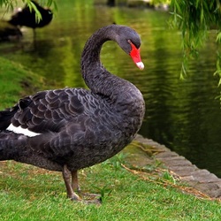 Jigsaw puzzle: Black handsome