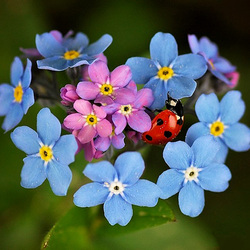 Jigsaw puzzle: Forget-me-nots