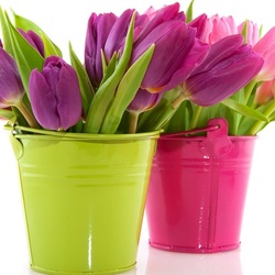 Jigsaw puzzle: Tulips in buckets