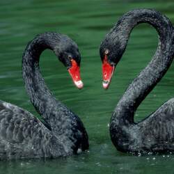 Jigsaw puzzle: Black swans