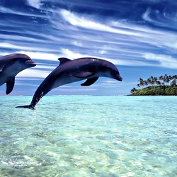 Jigsaw puzzle: Dolphins play