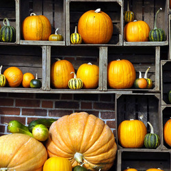 Jigsaw puzzle: Pumpkins and gourds