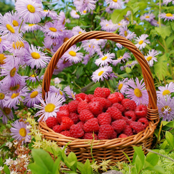 Jigsaw puzzle: Berries - flowers