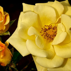 Jigsaw puzzle: The sweetness of the scent of roses