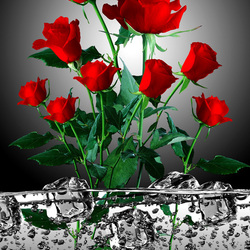 Jigsaw puzzle: Roses and ice
