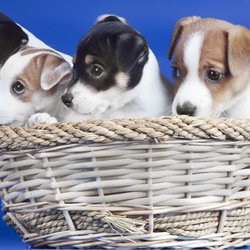 Jigsaw puzzle: Puppies in a basket