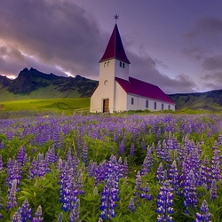 Jigsaw puzzle: In a field of lupines