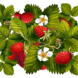 Jigsaw puzzle: Wild strawberry