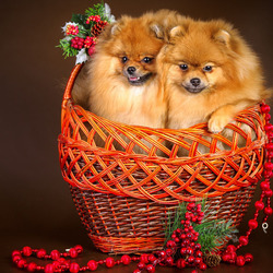 Jigsaw puzzle: Two in a basket