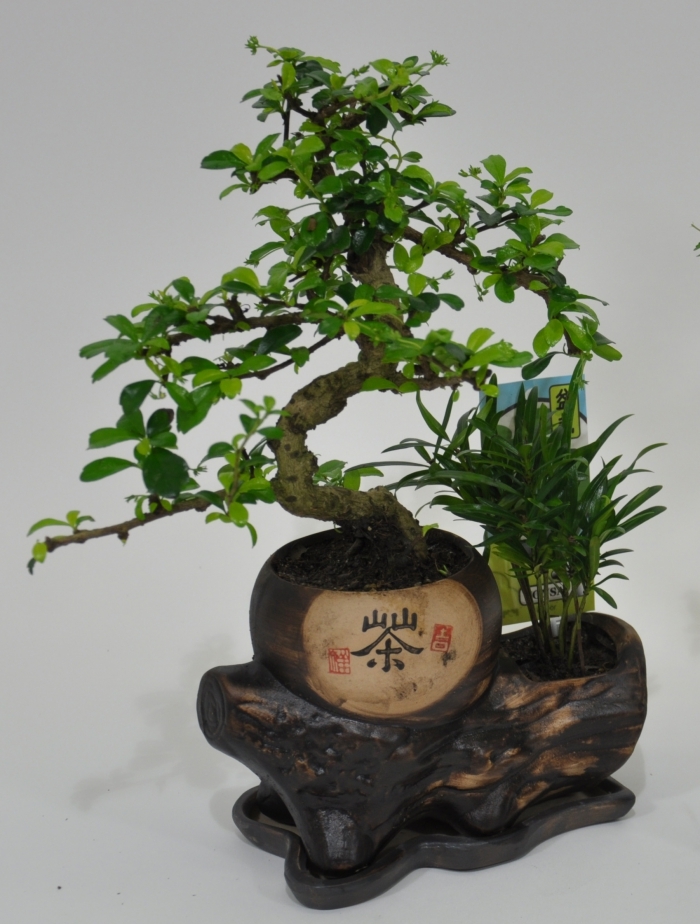 Jigsaw puzzle «Bonsai» solve jigsaw puzzles online PuzzleIt
