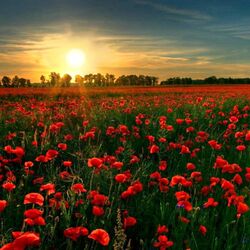 Jigsaw puzzle: Sunset over the poppies
