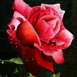 Jigsaw puzzle:  Rose with dew drops