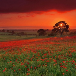 Jigsaw puzzle: Field at sunset