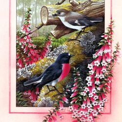 Jigsaw puzzle: Red- capped Robin / Scarlet petroika
