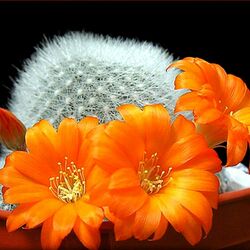 Jigsaw puzzle: Blooming cactus
