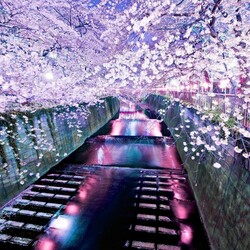 Jigsaw puzzle: Sakura blossom in Japan