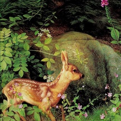 Jigsaw puzzle: Forest deer