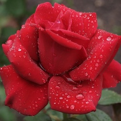 Jigsaw puzzle: My red rose
