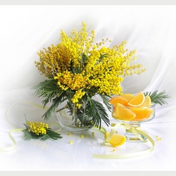 Jigsaw puzzle: Mimosas bloom