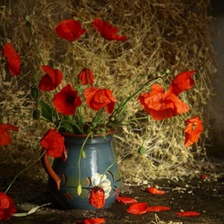 Jigsaw puzzle: With poppies
